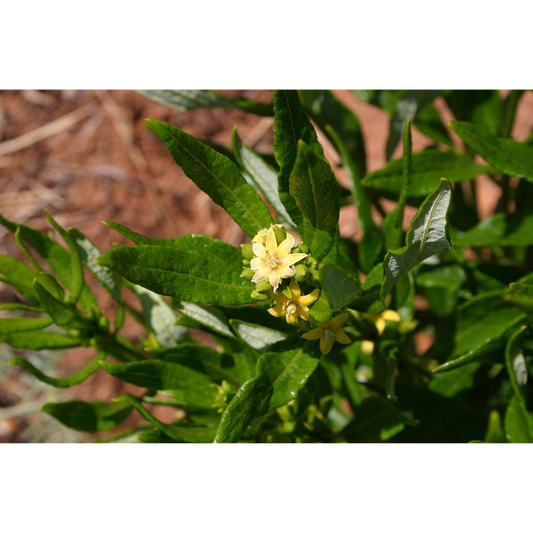 Fadogia Agrestis - A Natural Boost for Testosterone and Beyond