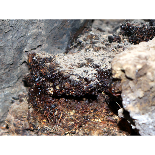 Shilajit - Exploring Nature's Power and Testosterone Boosting Ability