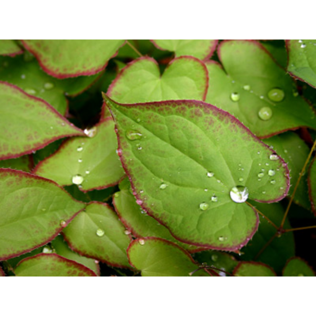 Horny Goat Weed - Unveiling Nature's Secret