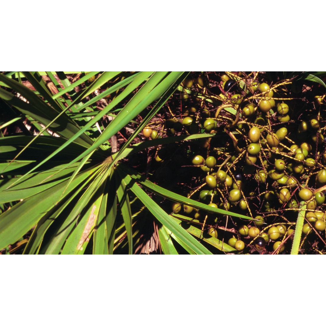 Saw Palmetto - A Natural Remedy with Scientific Backing