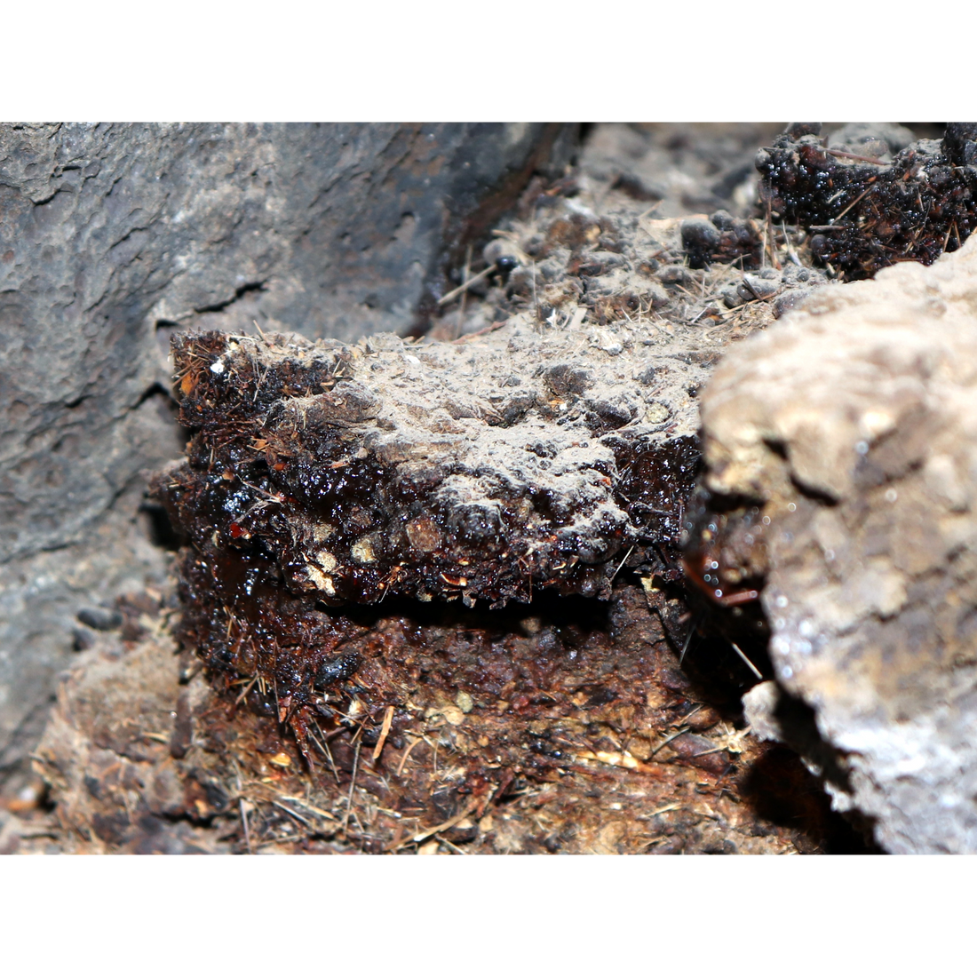 Shilajit - Exploring Nature's Power and Testosterone Boosting Ability
